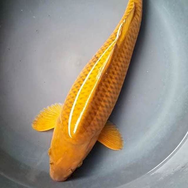 CHAGOI PEJINAK JUMBO 40 Cm, BERPUNUK