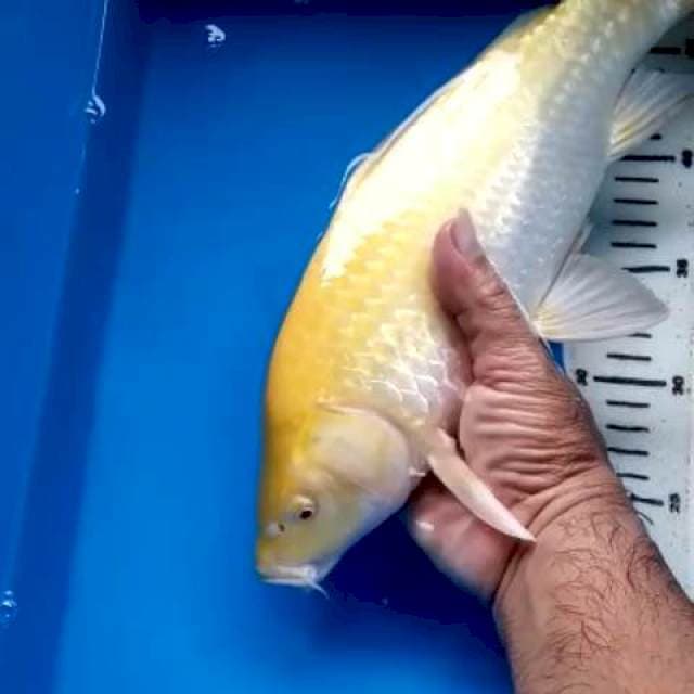 KARASHI RED EYE, MALE 37 CM BERPUNUK