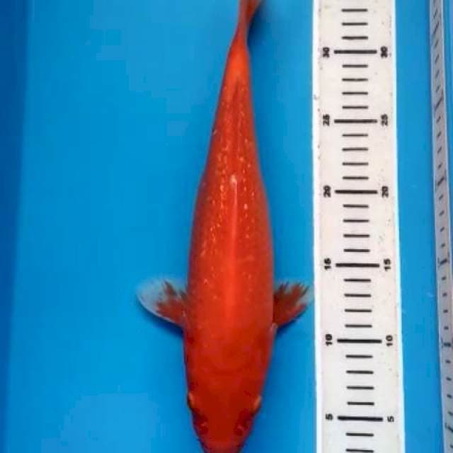 BENIGOI GINRIN 34 CM