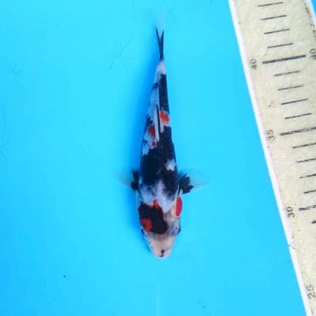 Kindai showa 17cm