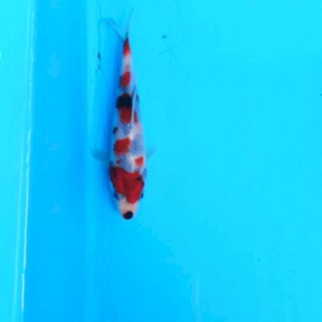 Baby showa sansoku10cm