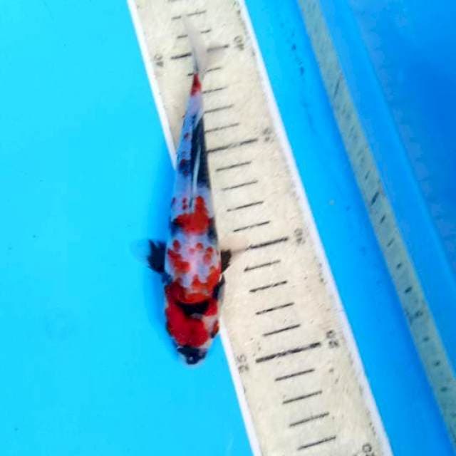 Kindai showa 16cm