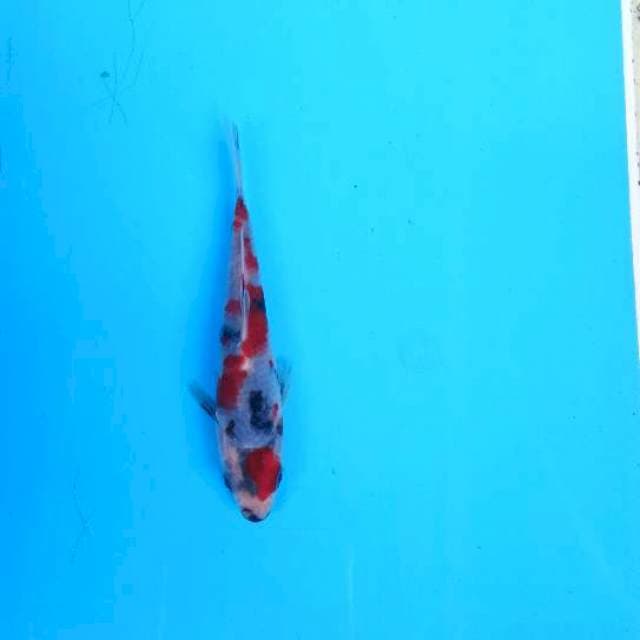 Kindai showa sansoku15cm