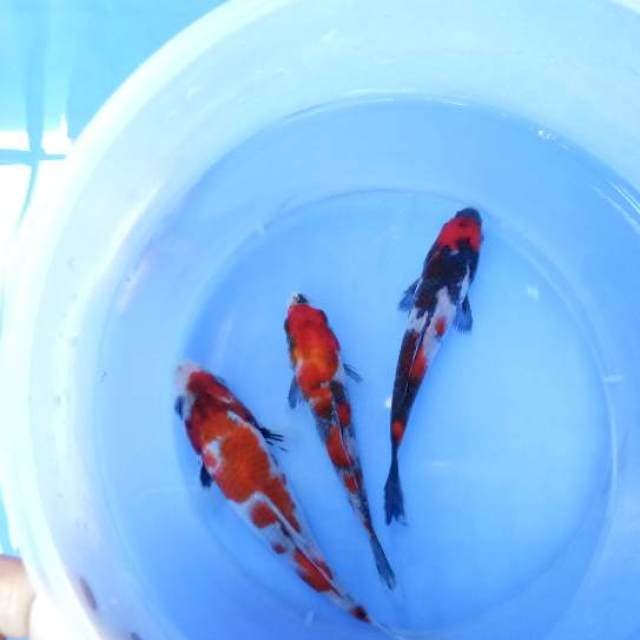Paket mix showa sansoku 12-15cm