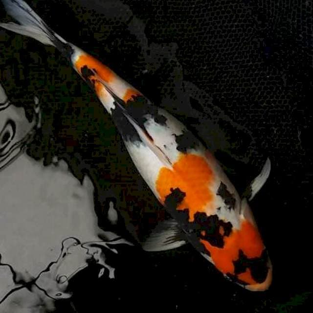 Showa