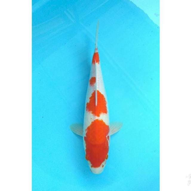 KOHAKU 4 STEP 34CM