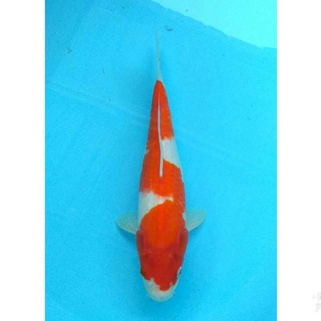 KOHAKU INAZUMA 34CM