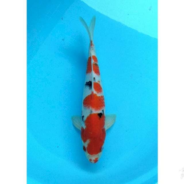 SANKE 34CM