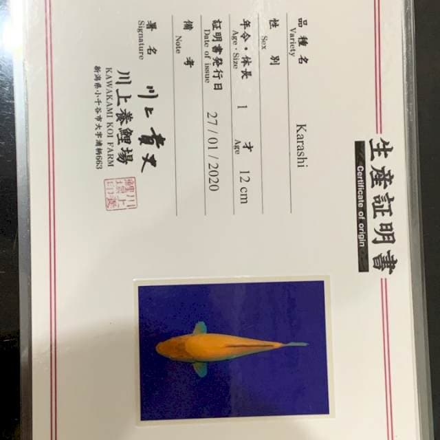 Karashi kawakami