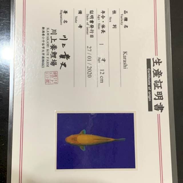Karashi kawakami