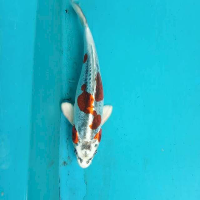 Kikuriyu