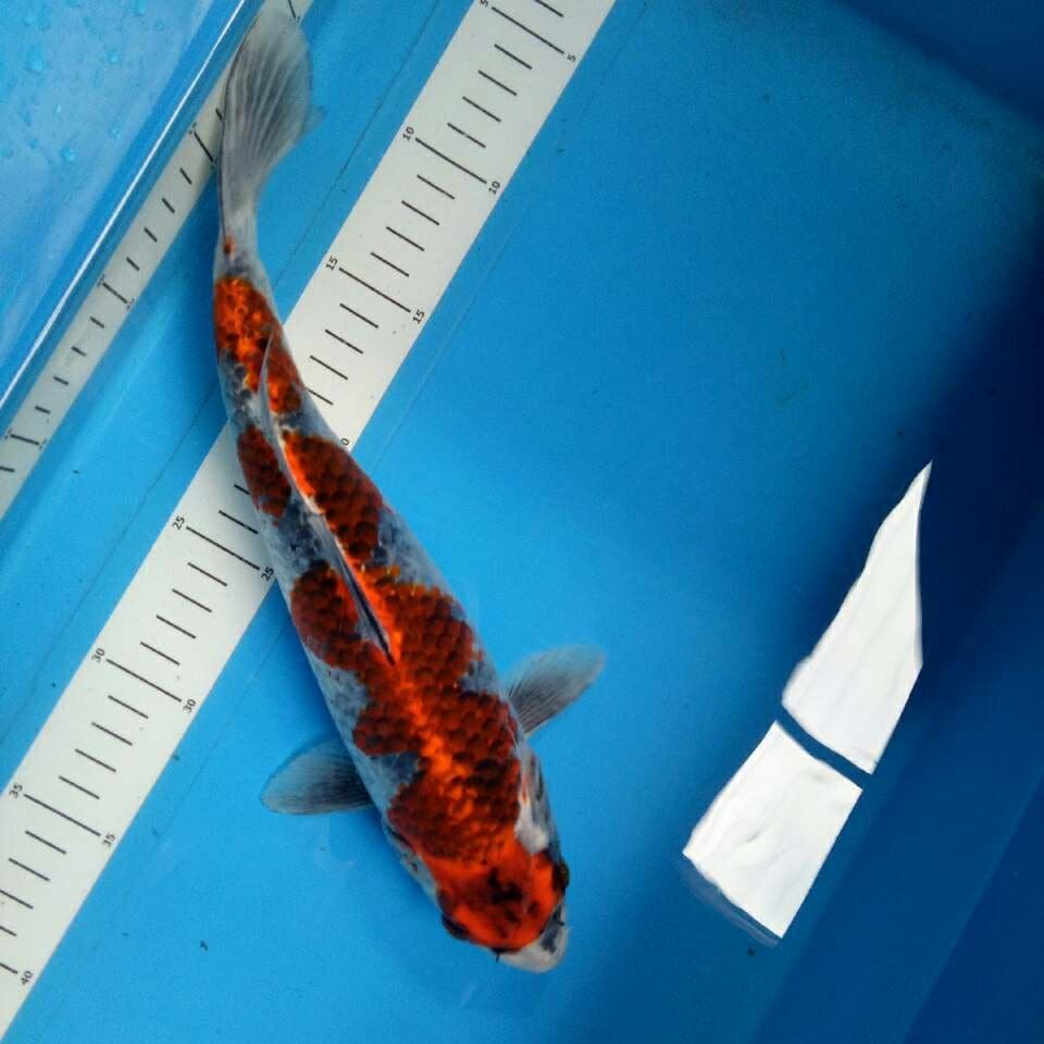 NAGA AIR 32 CM