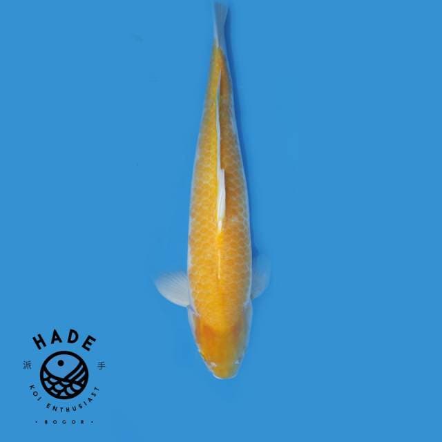 Karasi Jumbo 62cm