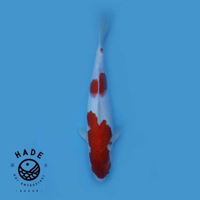 Kohaku F1 32cm HQ