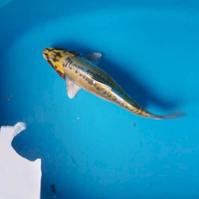 Kiko 26