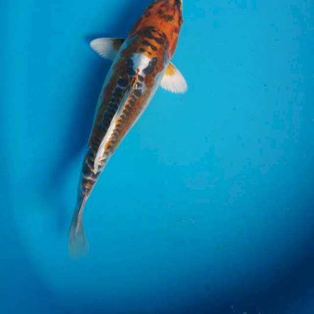 Kiko 29