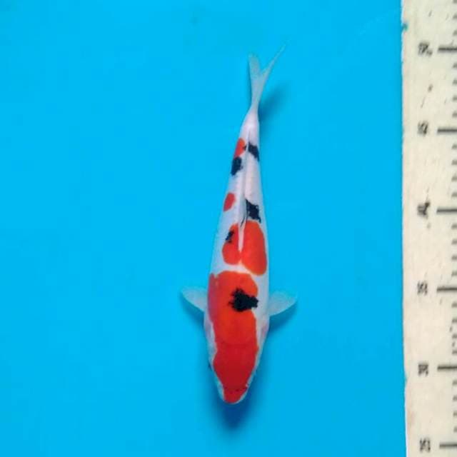 sanke doit 22 cm