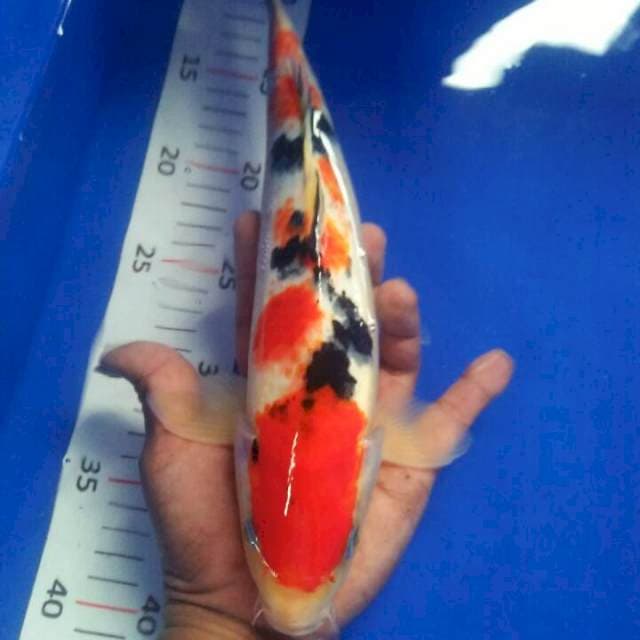 30 cm sanke