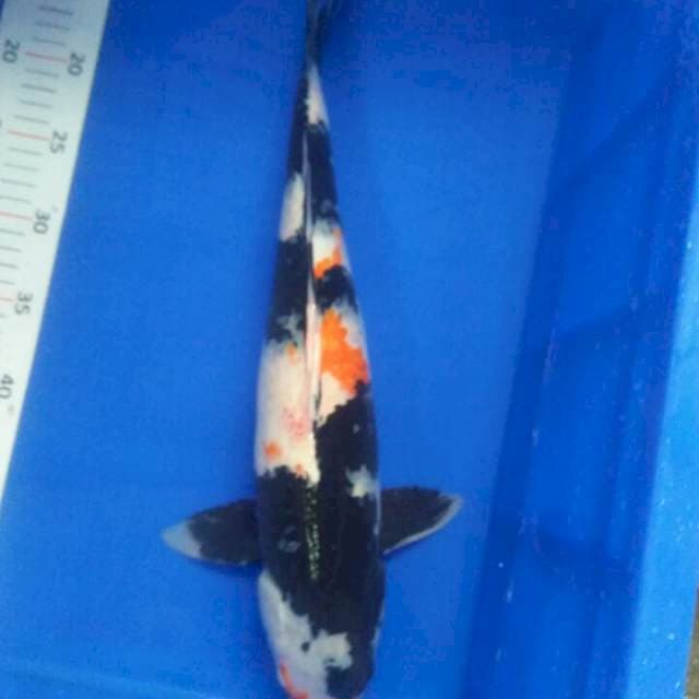 45 cm fimel