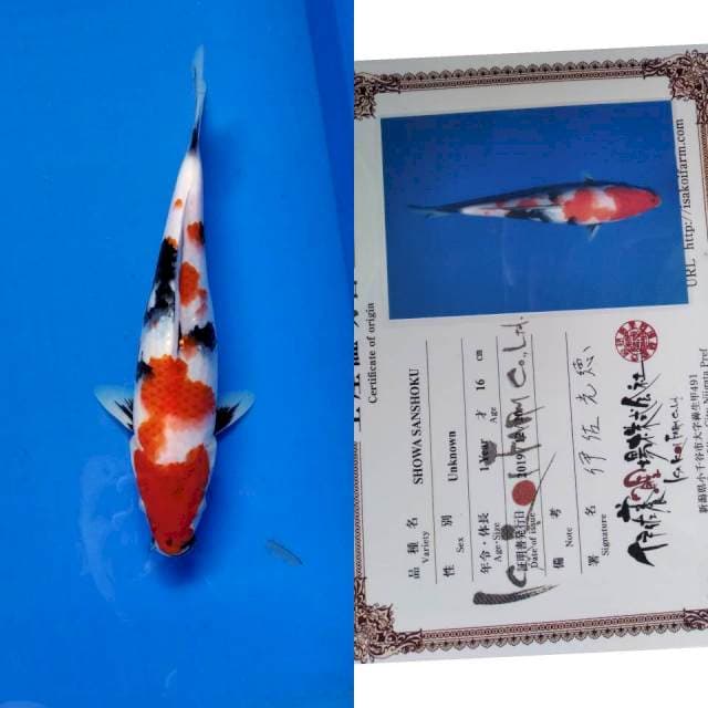 Showa Isa import