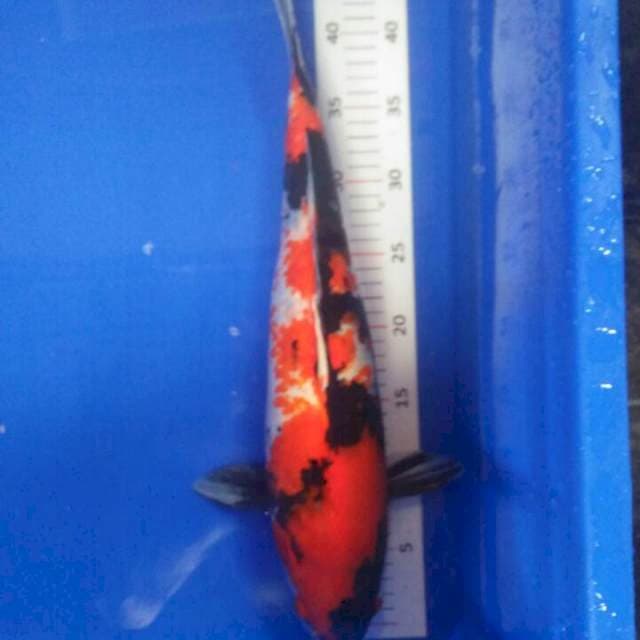 45 cm fimel