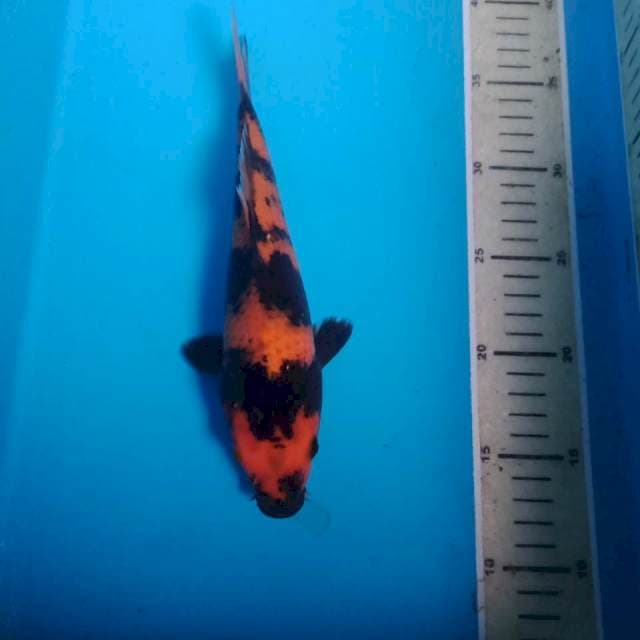 Hi Showa, 25 cm