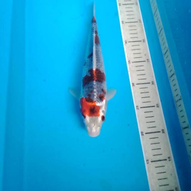 Goshiki, 30 cm