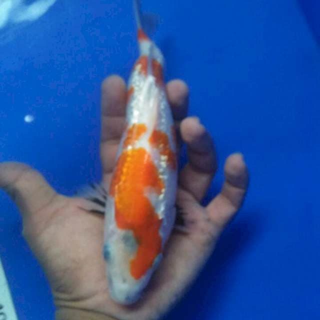 20 cm cacat unik