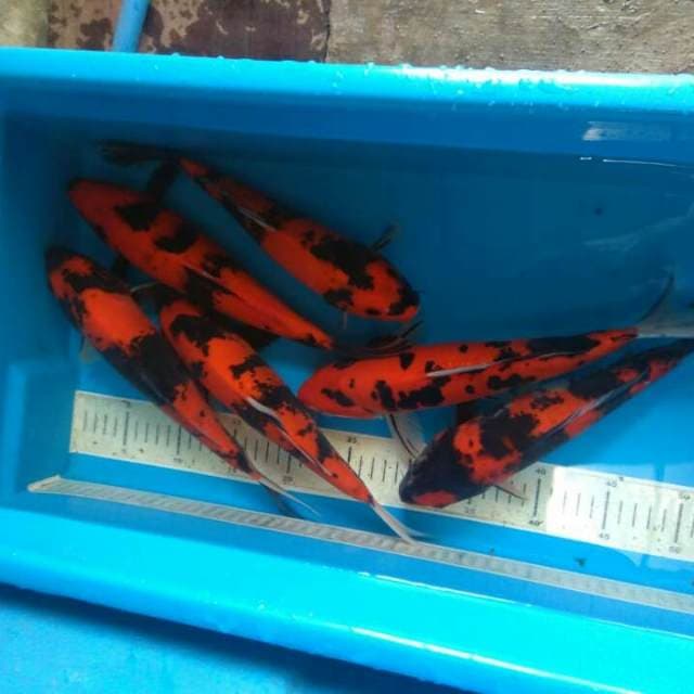 3 Utsuri dan 1 akasanke 30cm