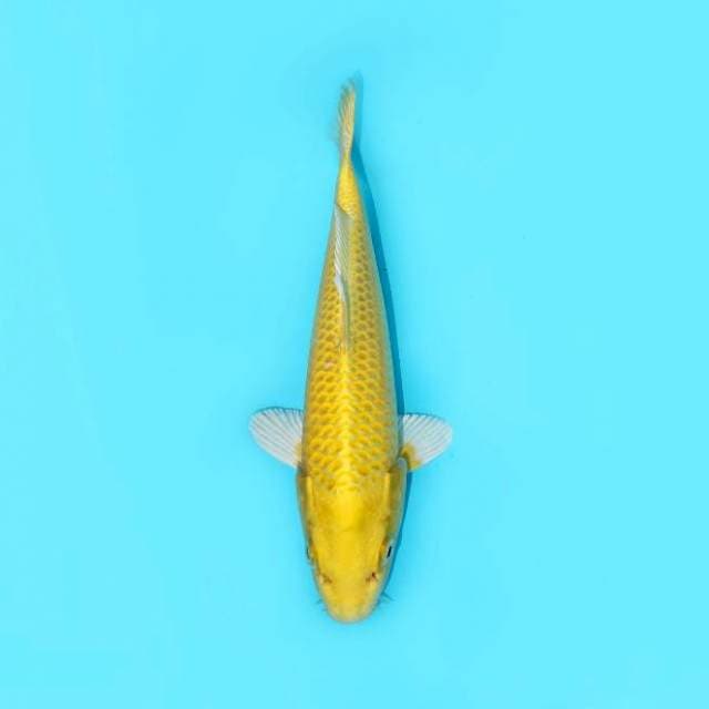 YAMABUKI OGON GOOD FUKURIN SIAP SHOW 25 CM MALE