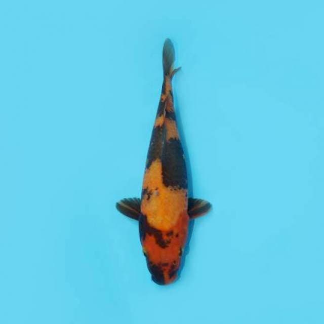 UTSURI 29 CM MALE