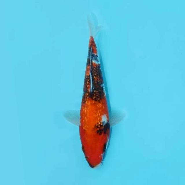 SHOWA GINRIN 25 CM MALE