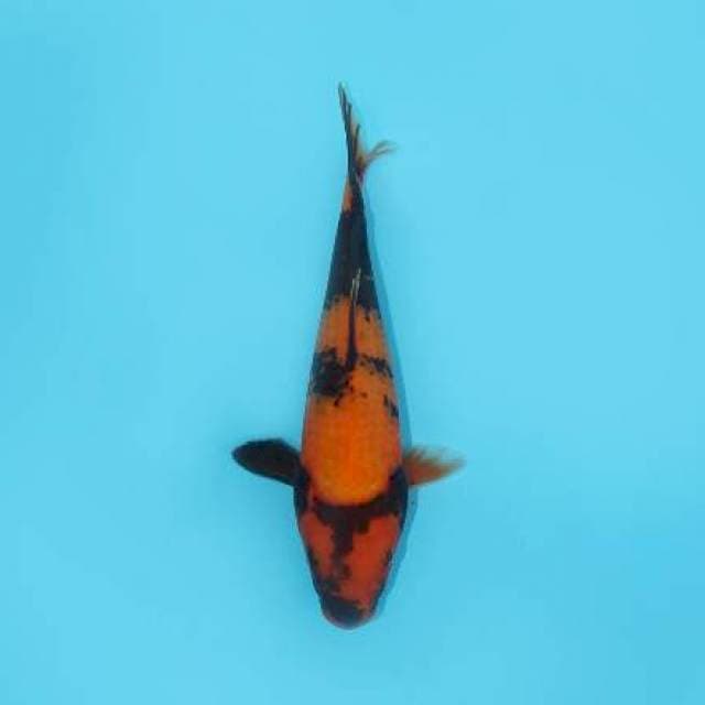 UTSURI 22 CM FEMALE