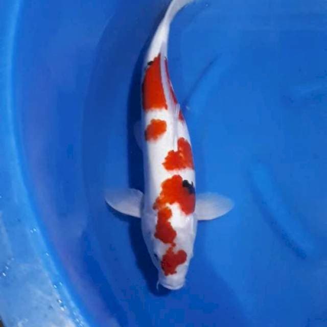 SANKE 46 CM MALE