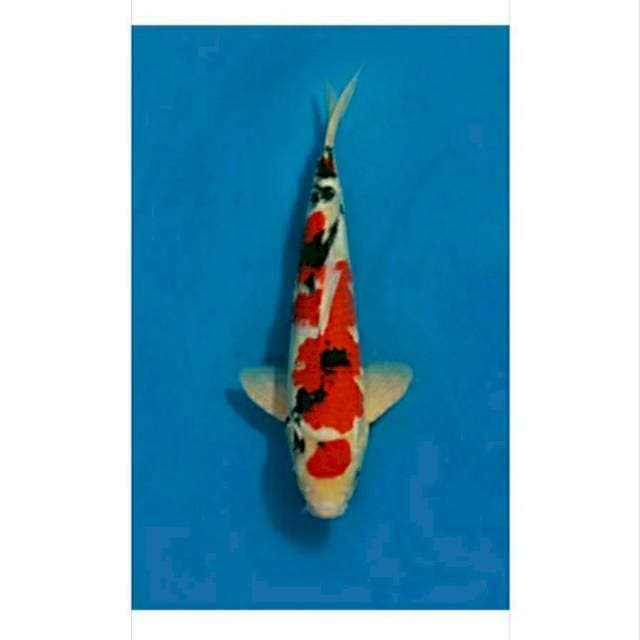 Maruten sanke , male 38cm hq