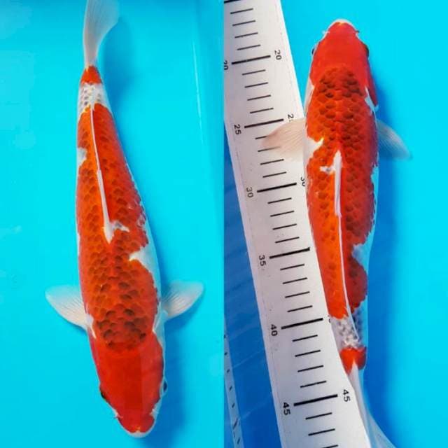 GOSHIKI SQ 31cm FEMALE