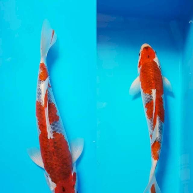 GOSHIKI SQ 28cm MALE