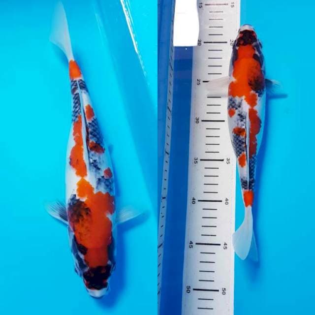 TATEGOI SHOWA PROSPEK 27cm female