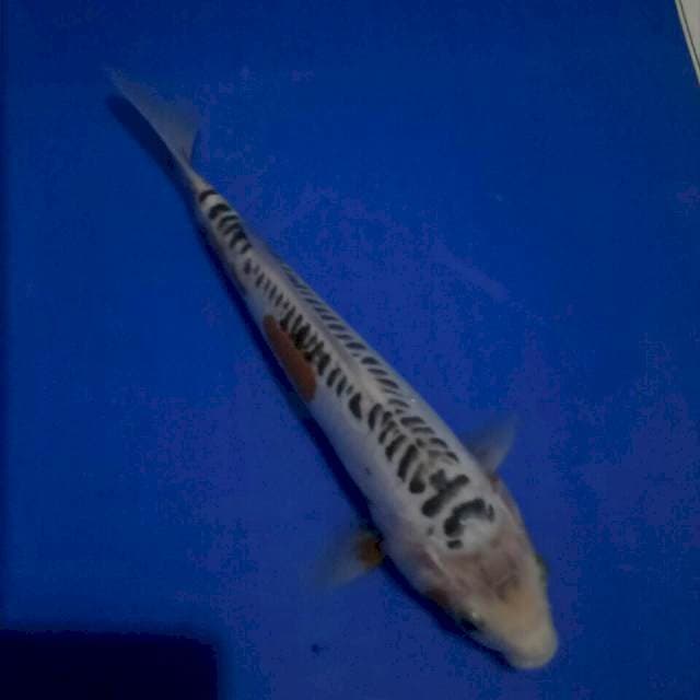 Shisui 27 cm