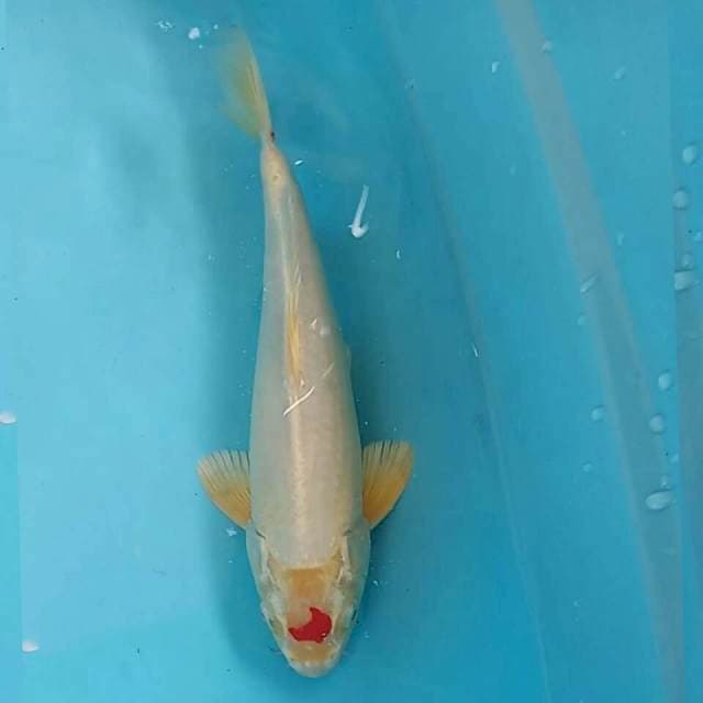 Tancho bulan sabit 27 cm