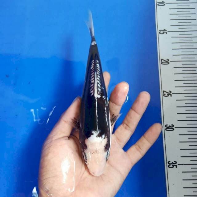 Kumonryu 20 cm