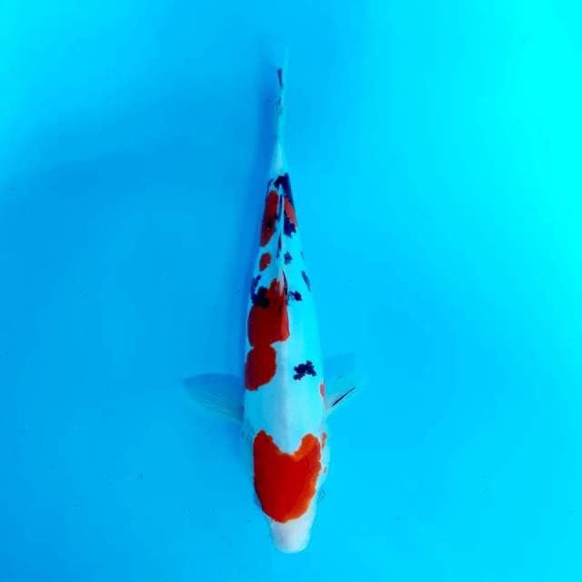 Doit murni 39 cm male
