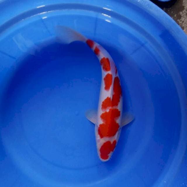 Kuhaku 35cm male