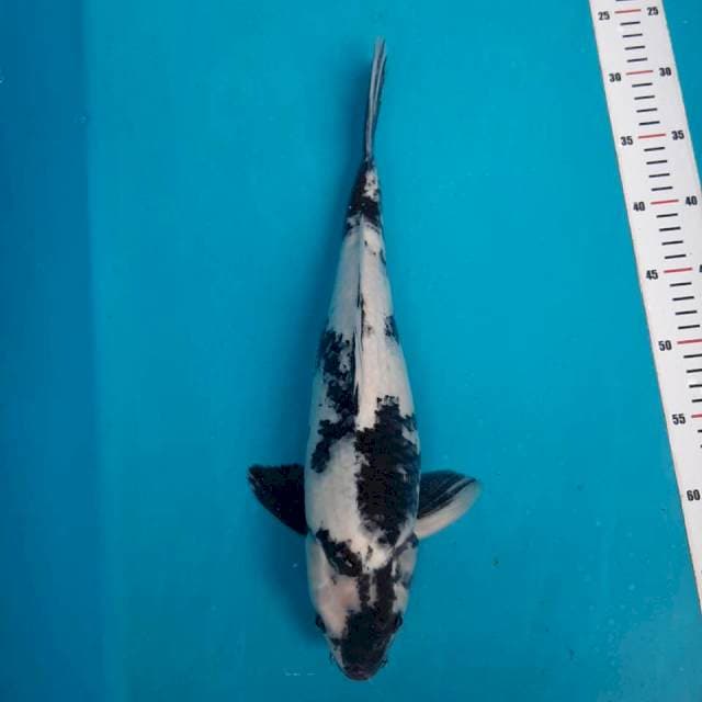 Shiro bmale 40cm body betina