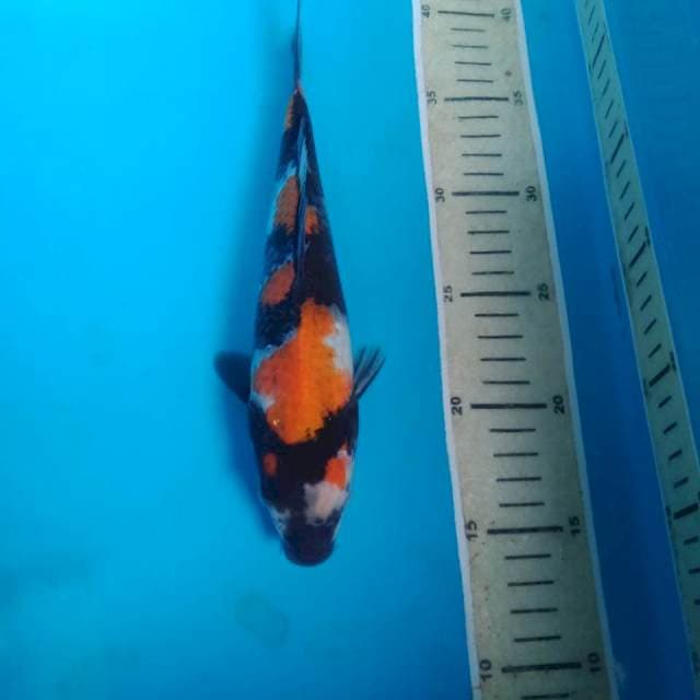 Showa, 25 cm