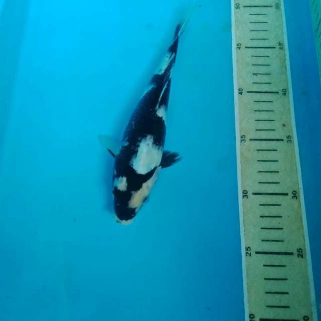 Shiro, 22 cm