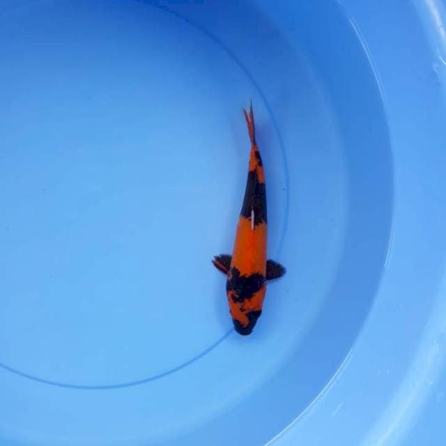 Hi utsuri 18 cm