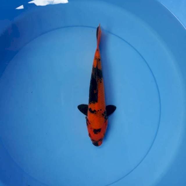 Hi utsuri 22 cm