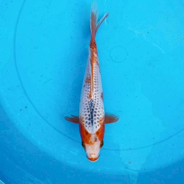 Asagi Snow F1 25BU