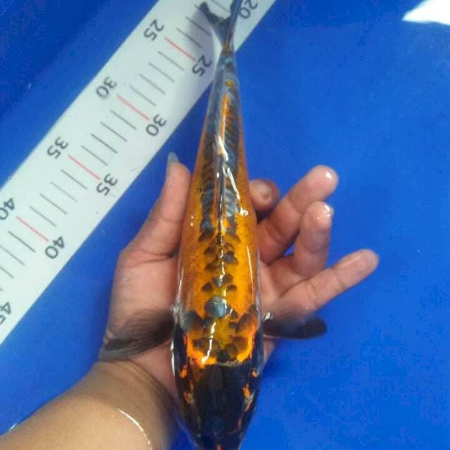 27 cm beni kiko